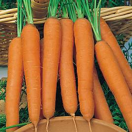Carrot Seeds - F1 Bangor