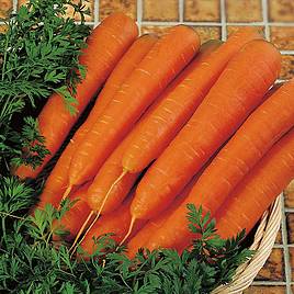 Carrot Seeds - F1 Resistafly