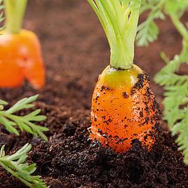 Carrots - Seed Tape