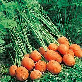Carrot Rondo - Seeds