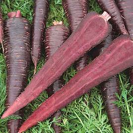 Carrot F1 Purple Sun - Seeds