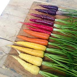 Carrot Seeds - Rainbow Mix
