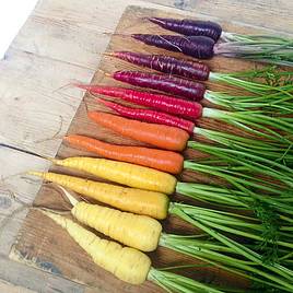 Carrot Rainbow Mix - Seeds
