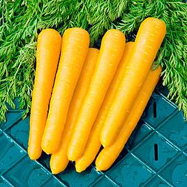 Carrot Seeds - F1 Gold Nugget