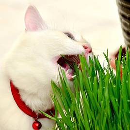 Cat Grass - Seeds