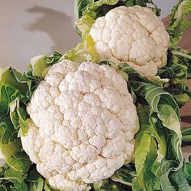 Cauliflower Seeds - Snowball A