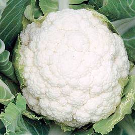 Cauliflower Seeds - F1 Successional Harvest Mix