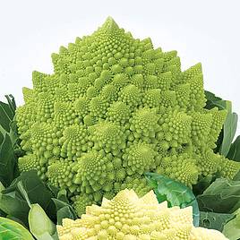 Cauliflower Seeds - Romanesco White and Green