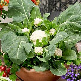 Cauliflower Seeds - F1 Multi-Headed