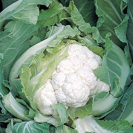 Cauliflower Skywalker F1 - Organic Seeds