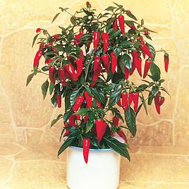 Pepper Chilli Seeds - F1 Apache