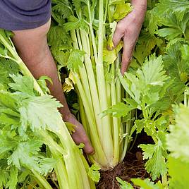 Celery Loretta - Seeds