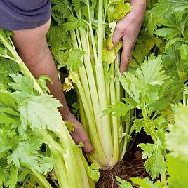 Celery Seeds - Loretta