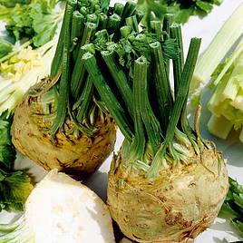 Celeriac Plants - Brilliant