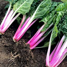 Swiss Chard Peppermint - Seeds