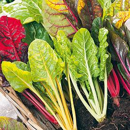 Swiss Chard Bright Lights