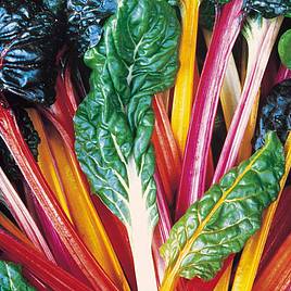 Leaf Beet Bright Lights - Seeds