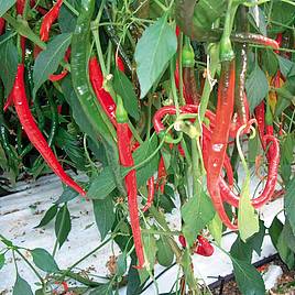 Chilli Pepper De Cayenne - Seeds