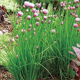 Chives - Herb Seeds