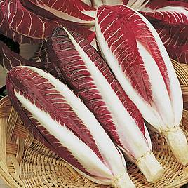 Chicory Rossa di Treviso precoce - Seeds
