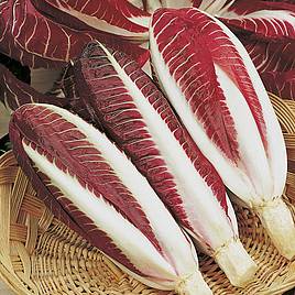 Chicory Seeds - Rossa di Treviso precoce