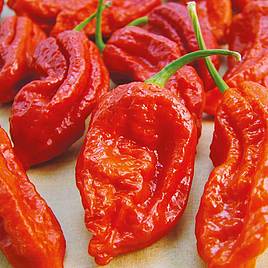 Pepper Chilli Seeds - Bhut Jolokia Fiery Furnace