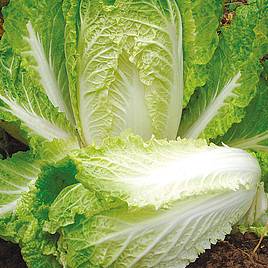 Chinese Cabbage Hilton - Seeds