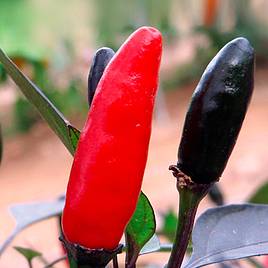 Chilli Pepper Zimbabwe Black - Seeds