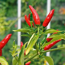 Chilli Pepper Tabasco