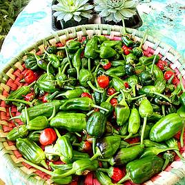 Chilli Pepper Padron - Seeds
