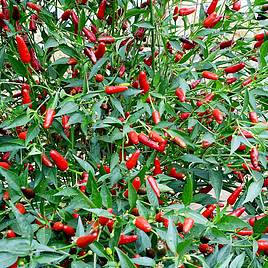 Chilli Pepper Hot Thai - Seeds