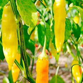 Pepper Chilli Seeds - Aji Habanero