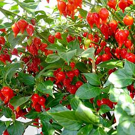 Chilli Pepper Pearls - Seeds