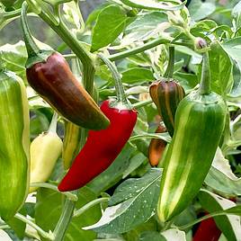 Chilli Pepper Seeds - Hot Rod