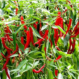 Chilli Pepper Longhorn F1 - Seeds