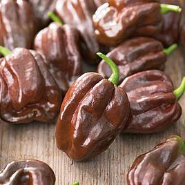 Pepper Chilli Seeds - Chocolate Habanero