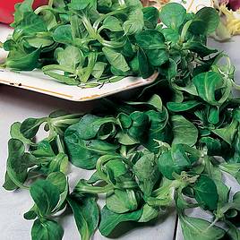 Corn Salad Seeds - Lambs Lettuce