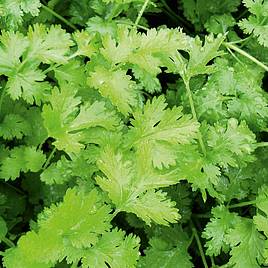 Coriander - Herb Seeds
