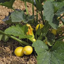 Courgette Seeds - F1 Ball Mix