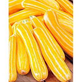 Marrow F1 Sunstripe - Seeds