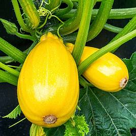 Courgette Seeds - F1 Golden Griller