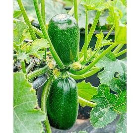 Courgette Seeds - F1 Green Griller