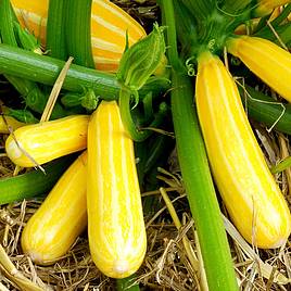 Courgette Seeds - F1 Goldmine