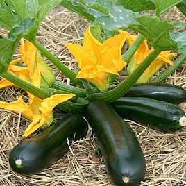 Courgette Seeds - F1 Midnight