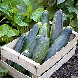 Courgette Black Beauty - Organic Seeds