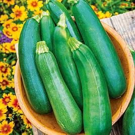 Courgette Seeds - Sure Thing Hybrid