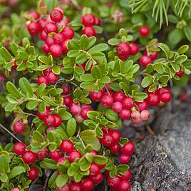 Mountain Cranberry Seeds