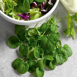 Cress American (Land) - Seeds