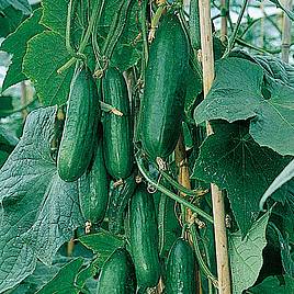 Cucumber Seeds - F1 Passandra