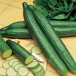 Cucumber Seeds - Telegraph Improved